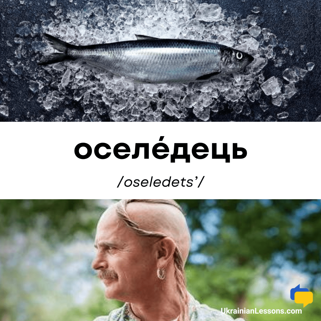 Оселедець