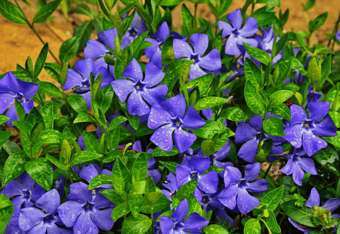 floral symbols of Ukraine