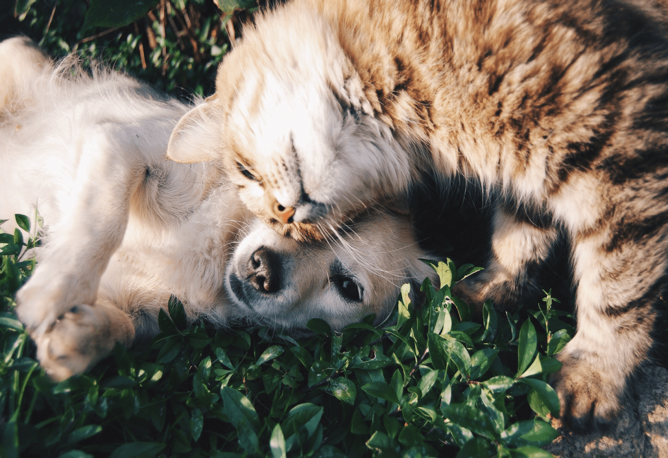 animals in Ukrainian