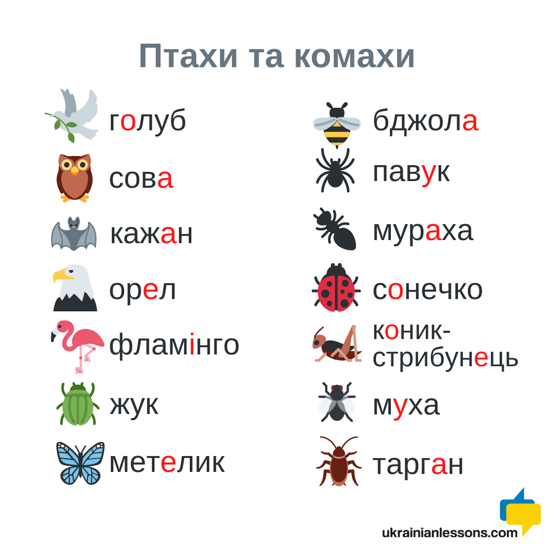 birds and insects in Ukrainian