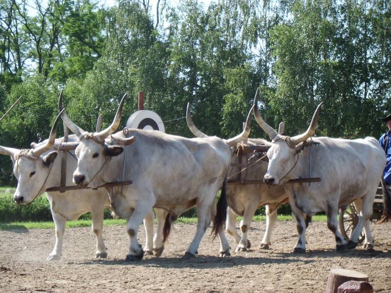 3 Ukrainian Dialects: History, Geography, and Examples
