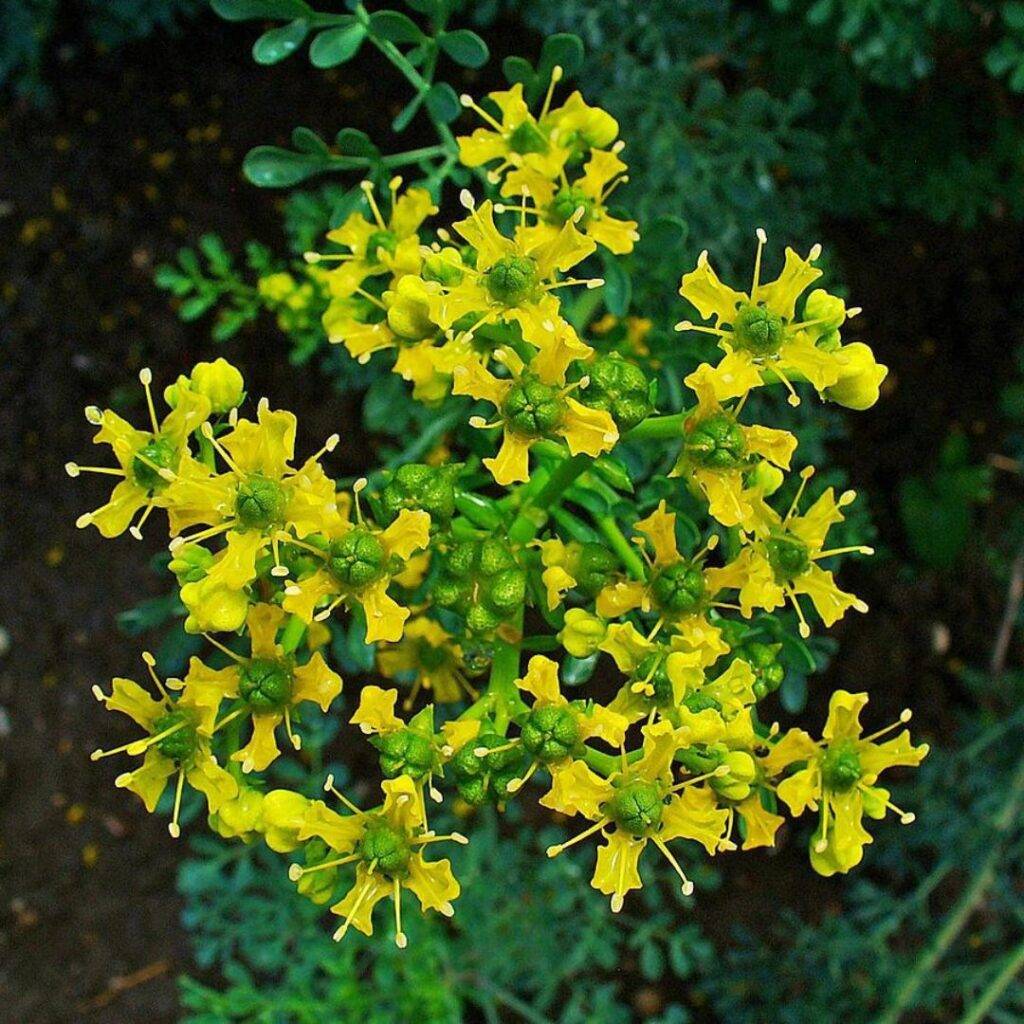 Ukrainian Song with Translation: Володимир Івасюк — Червона рута ...